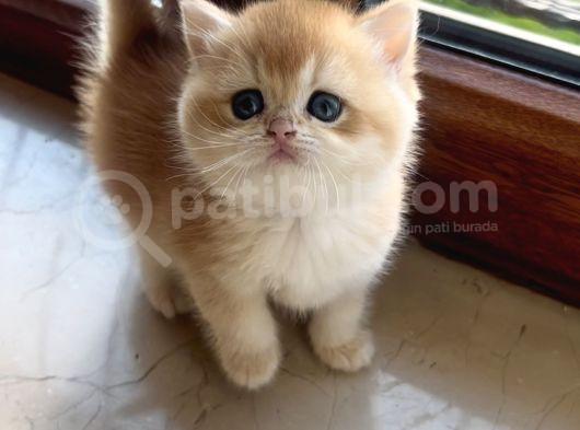 Saf Kan Şecereli Golden British Shorthair Yavrular görsel