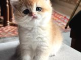 Saf Kan Şecereli Golden British Shorthair Yavrular