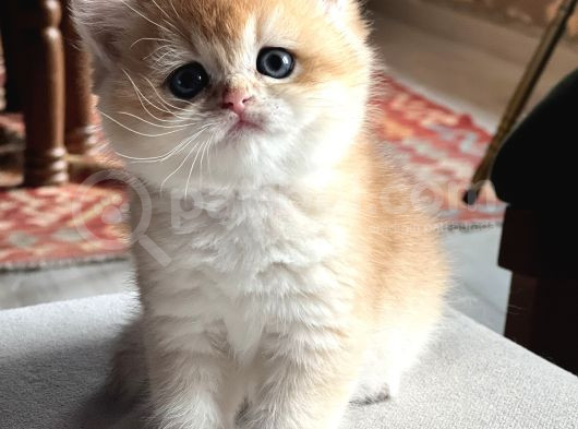 Saf Kan Şecereli Golden British Shorthair Yavrular görsel