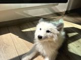 Evden Küçük Kız Samoyed