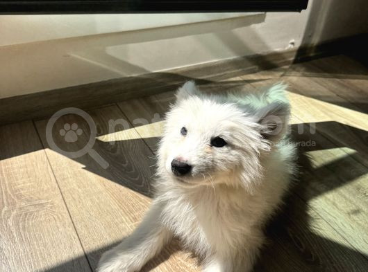 Evden Küçük Kız Samoyed görsel