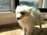 Evden Küçük Kız Samoyed