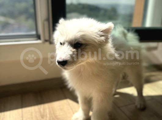 Evden Küçük Kız Samoyed görsel