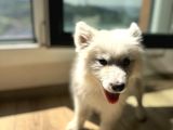 Evden Küçük Kız Samoyed