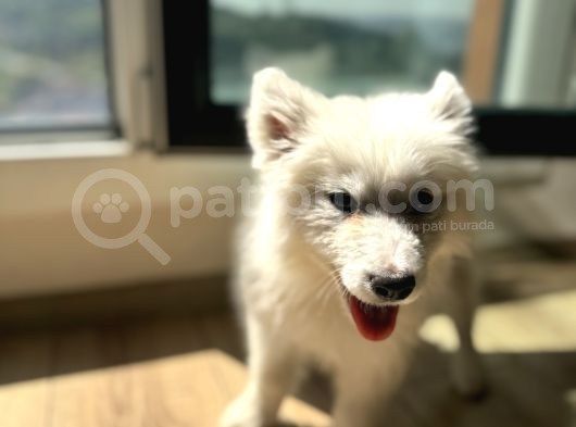 Evden Küçük Kız Samoyed görsel
