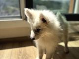 Evden Küçük Kız Samoyed