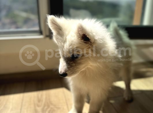 Evden Küçük Kız Samoyed görsel