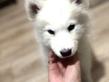 Evden küçük kız samoyed