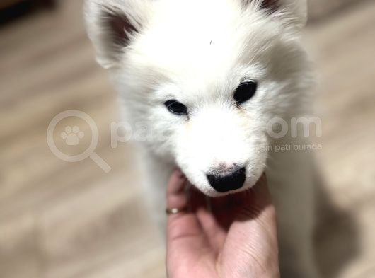 Evden Küçük Kız Samoyed