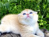 Golden British Shorthair Yavru