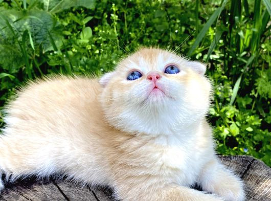 Golden British Shorthair Yavru