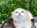 Golden British Shorthair Yavru