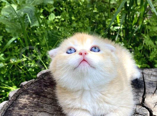 Golden British Shorthair Yavru görsel