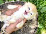 Golden British Shorthair Yavru
