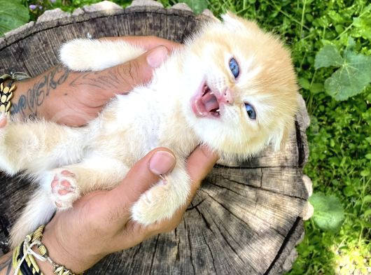 Golden British Shorthair Yavru görsel