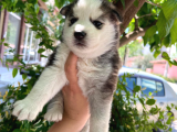 Orijinal Mavi Gözlü Husky Yavruları