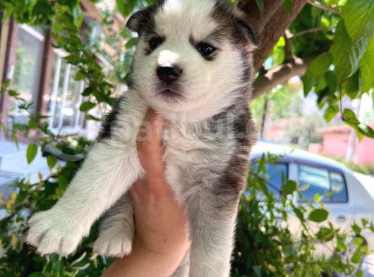 Orijinal Mavi Gözlü Husky Yavruları görsel