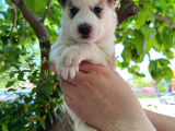 Orijinal Mavi Gözlü Husky Yavruları