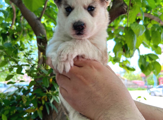 Orijinal Mavi Gözlü Husky Yavruları görsel