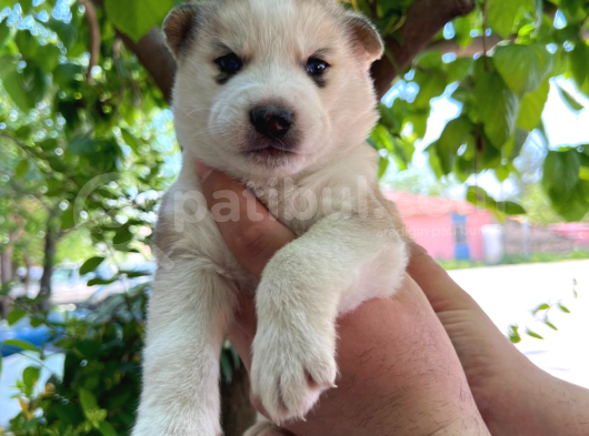 Orijinal Mavi Gözlü Husky Yavruları