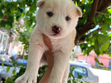 Orijinal Mavi Gözlü Husky Yavruları