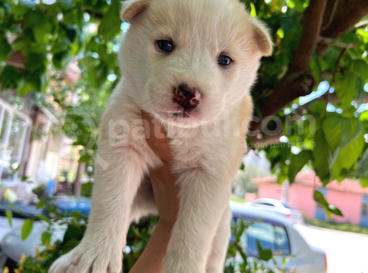 Orijinal Mavi Gözlü Husky Yavruları görsel
