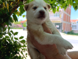 Orijinal Mavi Gözlü Husky Yavruları
