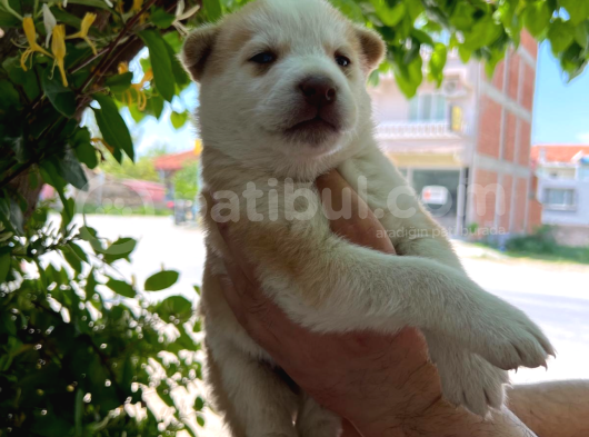 Orijinal Mavi Gözlü Husky Yavruları görsel