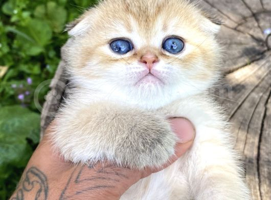 Safkan N11 Güzellik görsel