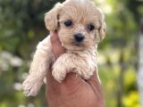 Üst Kalite Maltipoo Yavrular