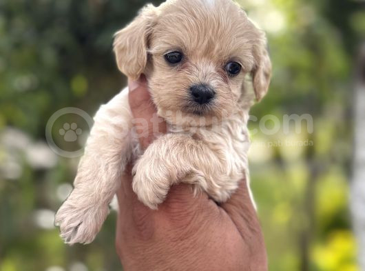 Üst Kalite Maltipoo Yavrular görsel