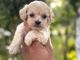 Üst Kalite Maltipoo Yavrular