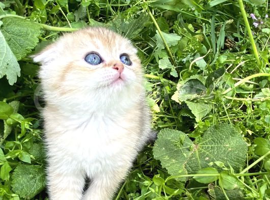 Safkan N11 Güzellik