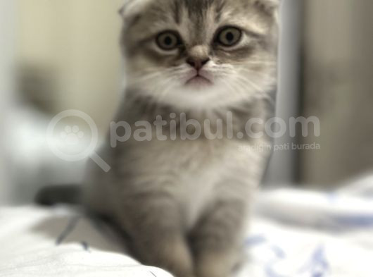 3 Aylık Scotish Fold  görsel