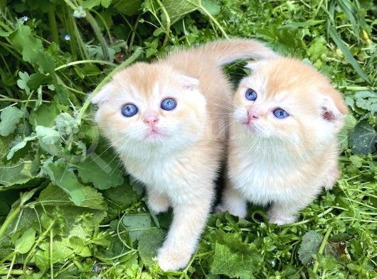Golden British Shorthair Yavru görsel