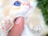 Golden British Shorthair Yavru