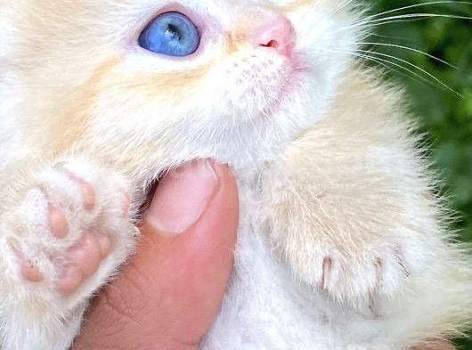 Golden British Shorthair Yavru görsel