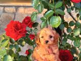 Üst kalite maltipoo yavrular