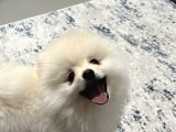 Aci̇l 4 Aylık Ayı Surat Pasaportlu Garantili Pomeranian Boo