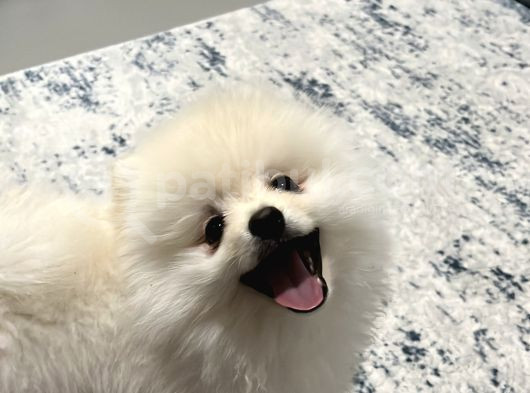 Aci̇l 4 Aylık Ayı Surat Pasaportlu Garantili Pomeranian Boo görsel