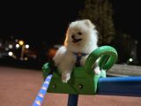 Aci̇l 4 Aylık Ayı Surat Pasaportlu Garantili Pomeranian Boo