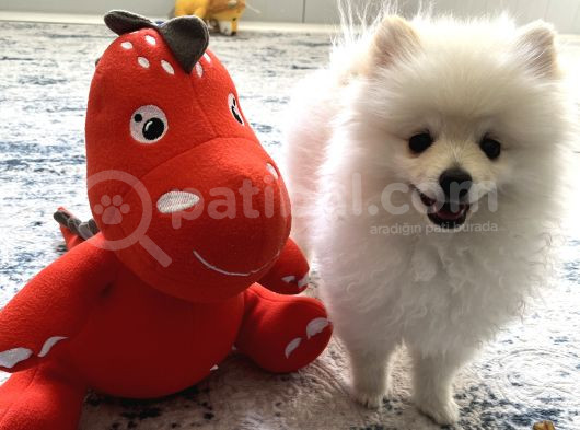 Aci̇l 4 Aylık Ayı Surat Pasaportlu Garantili Pomeranian Boo