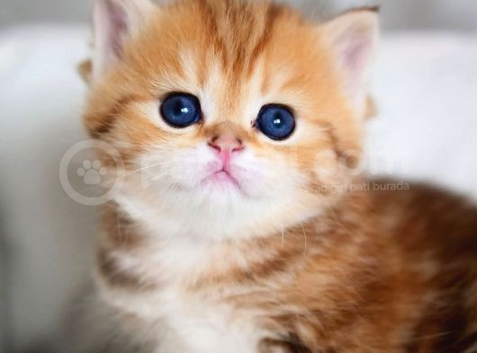 Güzellik Abidesi Golden British Shorthair Yavrumuz görsel