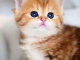 Güzellik Abidesi Golden British Shorthair Yavrumuz