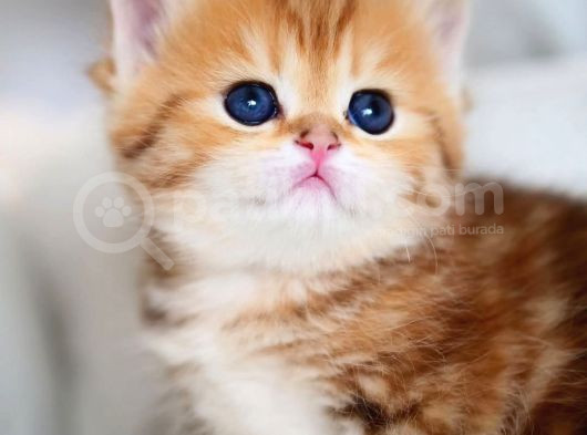 Güzellik Abidesi Golden British Shorthair Yavrumuz görsel
