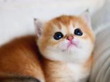 Güzellik Abidesi Golden British Shorthair Yavrumuz