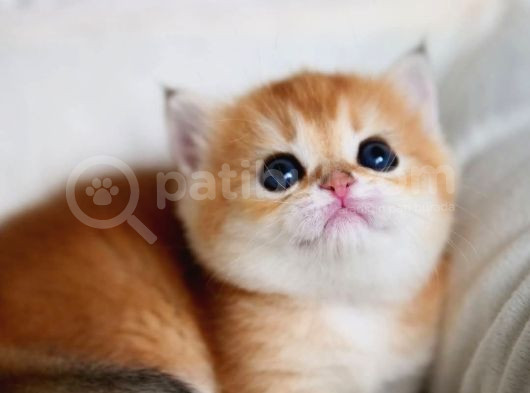 Güzellik Abidesi Golden British Shorthair Yavrumuz görsel