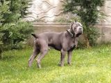 Cane Corso Yavrular