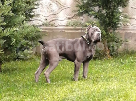 Cane Corso Yavrular görsel