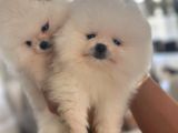 Beyaz Ayı Surat Pomeranian Yavrularımız
